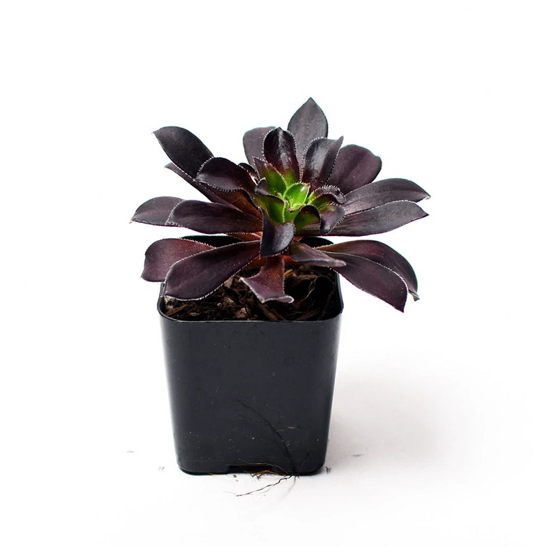 آئونیوم بنفش